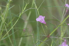 Sopubia delphinifolia